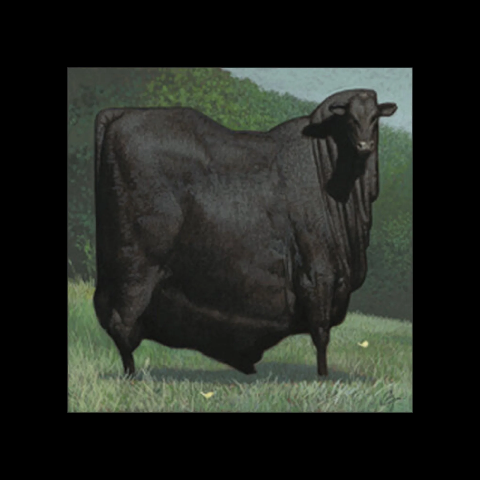 Ohio Black Bull 1 — Giclee42